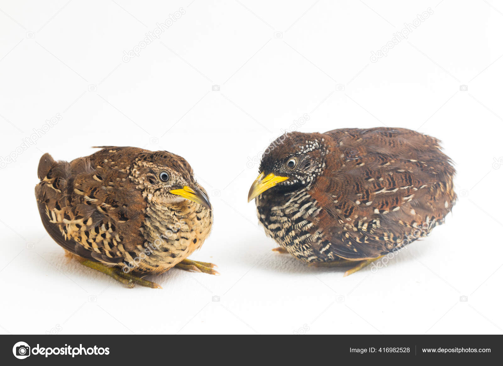 Button Quail Care Sheet: Food, Habitat Health Petco, 53% OFF