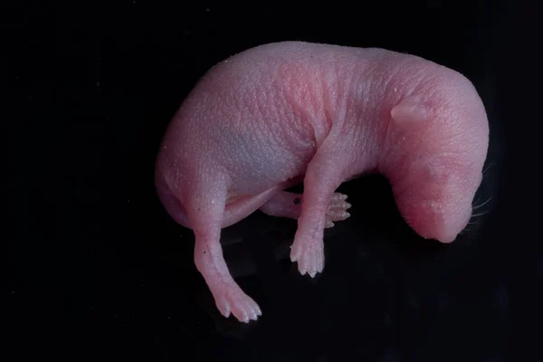 Gros Plan Jambes De Chien Malade Lepre Probleme De Peau Avec Fond Blanc Dermatite Aide Stock Photo Gros Plan Jambes De Chien Malade Lepre Probleme De Peau Avec Fond Blanc Dermatite Aide Stock Photo