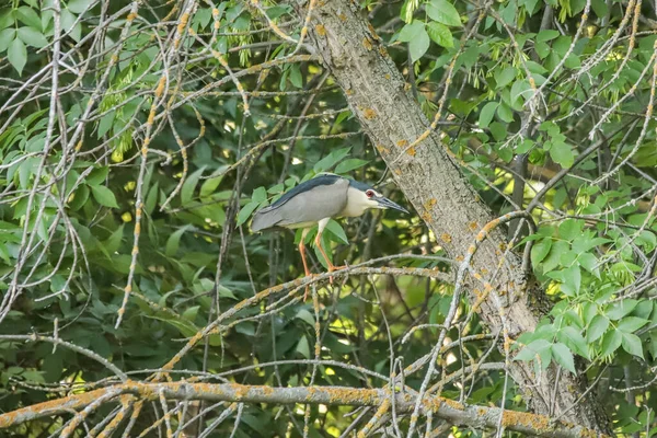 Night Heron, Nycticorax nycticorax, a bird sitting on a tree branch.