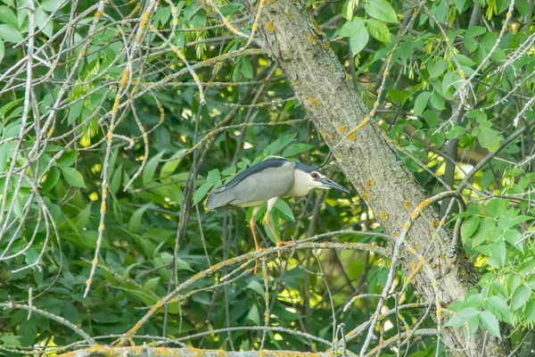 ナイト ヘロン ニシコラックス ニシコラックス 木の枝に座っている鳥 — ストック写真