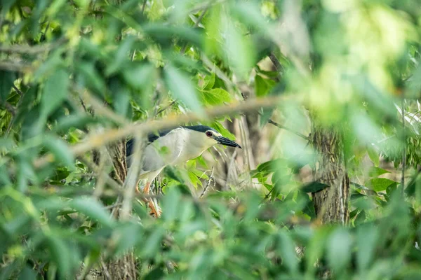 夜のヘロン葉の木の枝に鳥が座っている — ストック写真