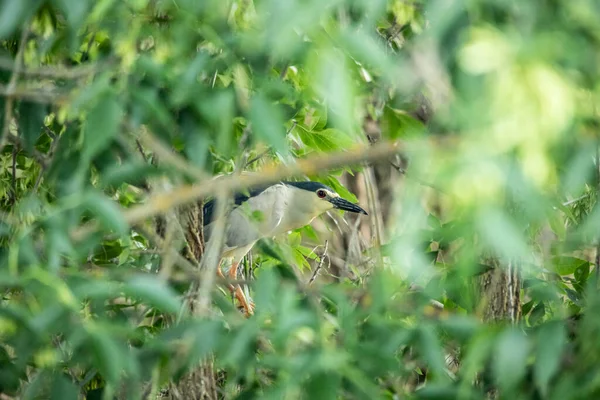 夜のヘロン葉の木の枝に鳥が座っている — ストック写真