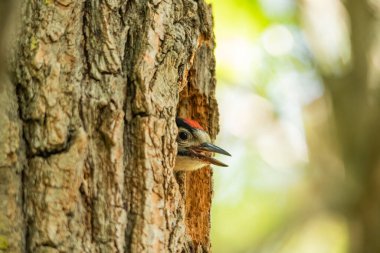 Ağaçkakan civciv yuvadan yiyecek ister..