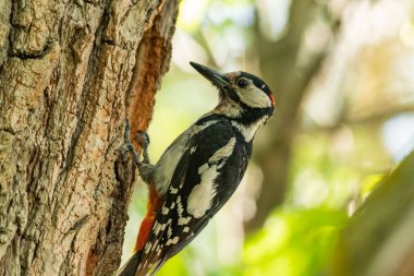 Ağaçkakan oyuğun yakınındaki ağaçta