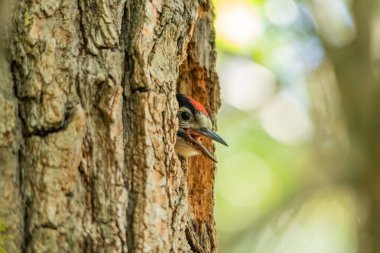 Ağaçkakan civciv yuvadan yiyecek ister..