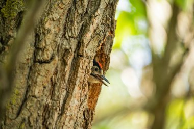 Ağaçkakan civciv yuvadan yiyecek ister..