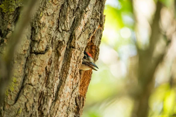 Una Chica Pájaro Carpintero Pide Comida Del Nido — Foto de Stock