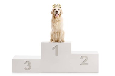 Golden retriever köpek beyaz arka plan üzerinde izole bir kazananın stand
