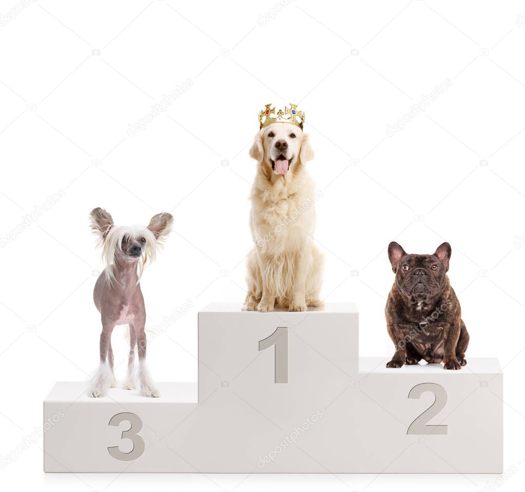A gold retriever with a crown, chinese crested dog and a bulldog on a winner's podium isolated on white background