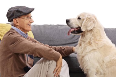 Kıdemli beyaz arka plan üzerinde izole bir labrador retriever köpek ile