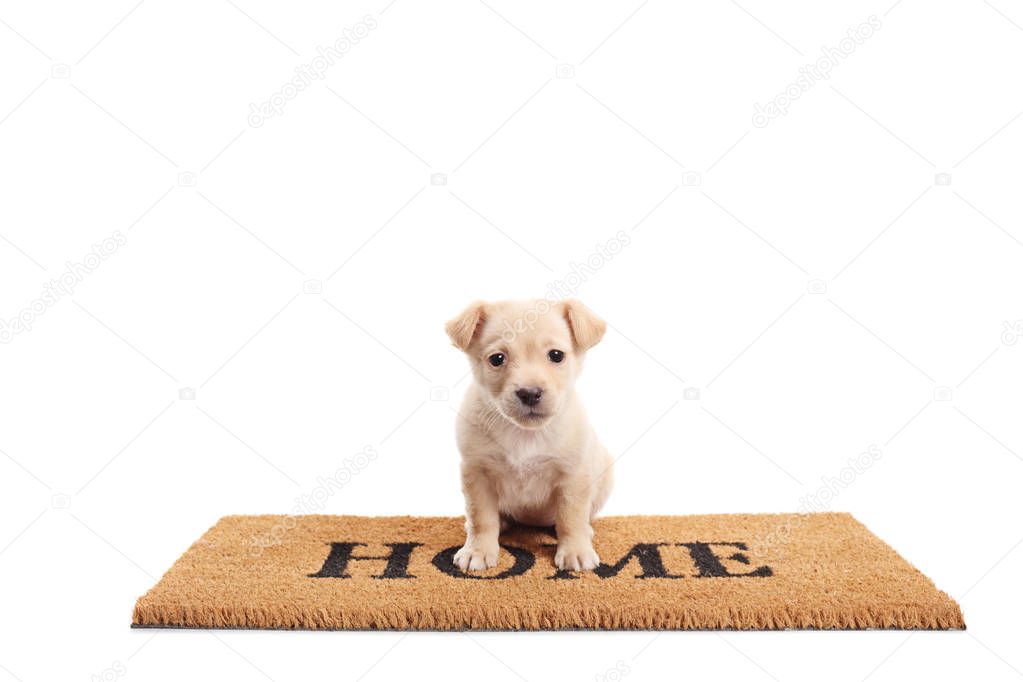 Cute little puppy standing on a door mat with written text home isolated on white background