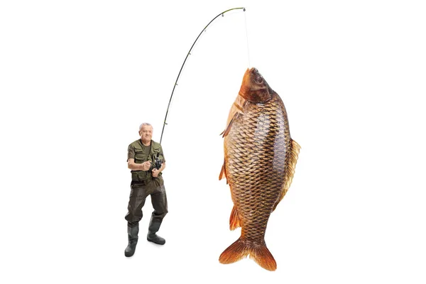 一个成熟的渔夫的全长肖像与鲤鱼鱼在钓鱼竿查出在白色背景 — 图库照片