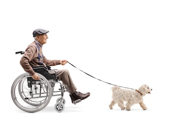 全长轮廓照片一名高级男子在轮椅上走在白色背景隔离的狗 — 图库照片