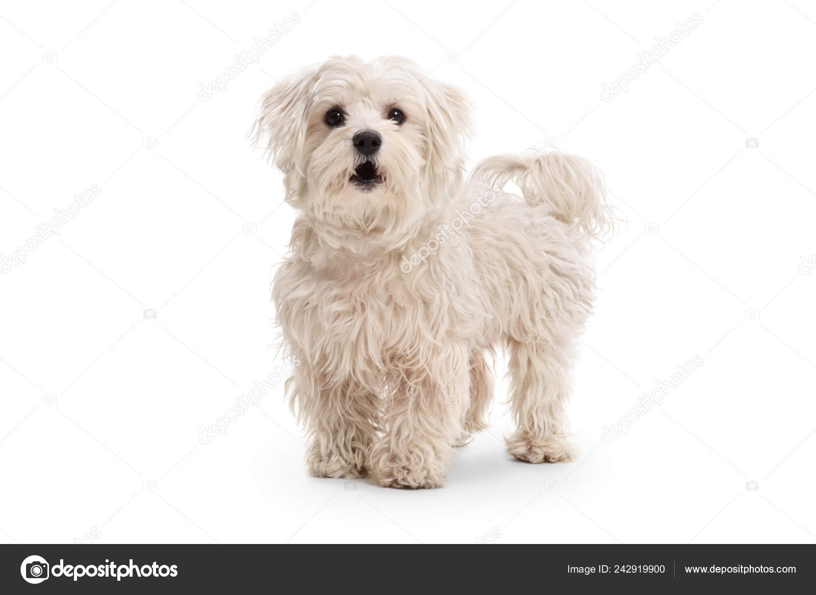 white maltese poodle