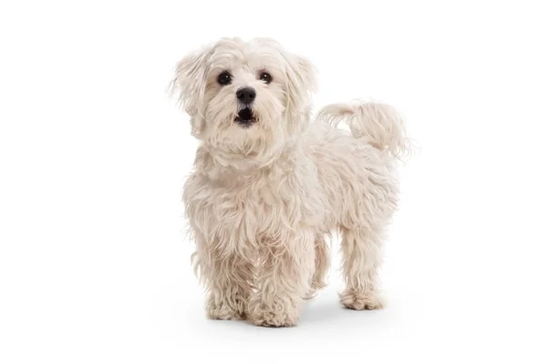 Schattig Maltees Poedel Hond Geïsoleerd Witte Achtergrond — Stockfoto