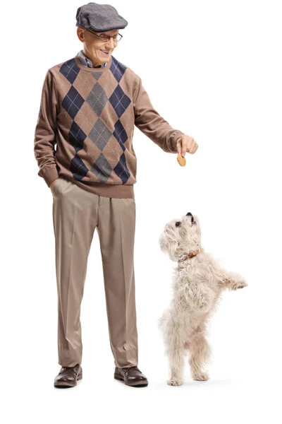 年配の男性の背中に少し白い犬の地位に御馳走を与えることの完全な長さの肖像画に分離の白い背景を足します — ストック写真