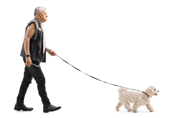 Grumpy Senior Man Leather Vest Walking Maltese Poodle Dog Isolated — Stock Photo, Image