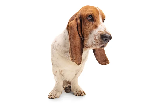 Basset Hound Dog Białym Tle — Zdjęcie stockowe