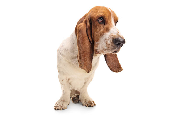 Basset hound dog isolated on white background