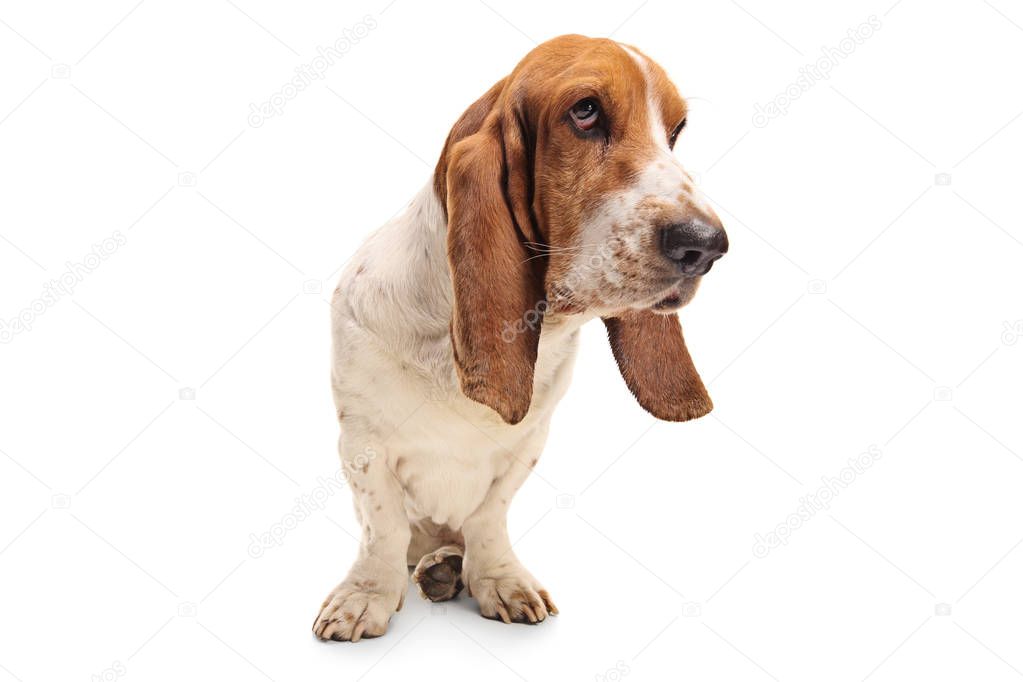 Basset hound dog isolated on white background