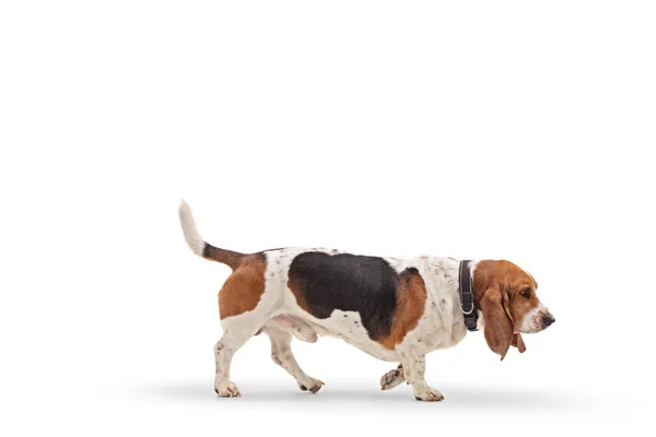 Profile Shot Basset Hound Dog Walking Isolated White Background — Stock Photo, Image