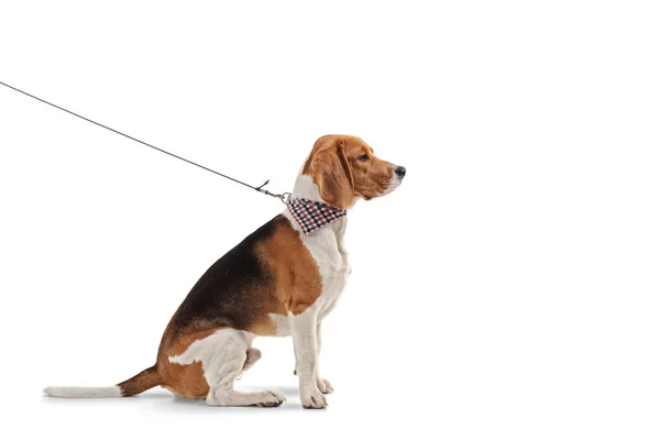 Profil Bild Beaglehund Med Scarf Koppel Isolerad Vit Bakgrund — Stockfoto