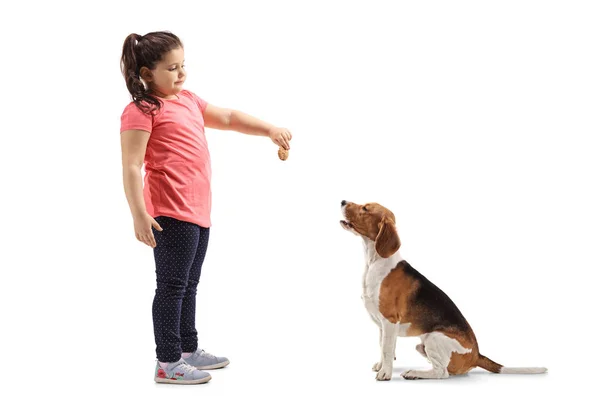 Aufnahme Voller Länge Von Einem Kleinen Mädchen Das Einem Beagle — Stockfoto