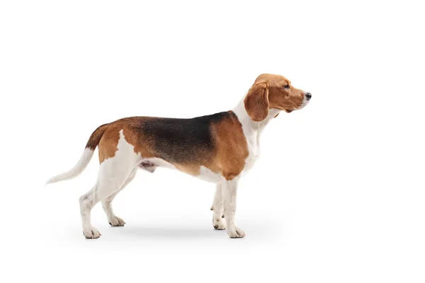Profilo Cane Beagle Isolato Sfondo Bianco — Foto Stock