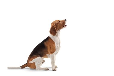 Bir Beagle köpek oturan ve beyaz arka planda izole kadar görünümlü profil çekim