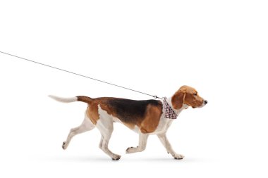 Beyaz arka planda izole bir tasma üzerinde yürüyen bir Beagle köpek profil çekim