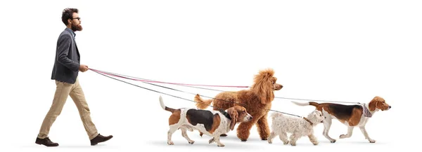 Ολόσωμο Πλάνο Προφίλ Ενός Αρσενικού Περιπατητή Σκύλου Που Περπατά Τέσσερα — Φωτογραφία Αρχείου