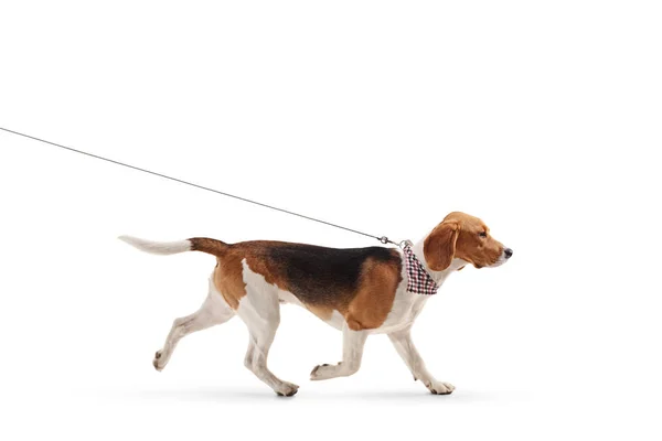 白い背景に孤立した綱を歩いているビーグル犬のプロフィールショット — ストック写真