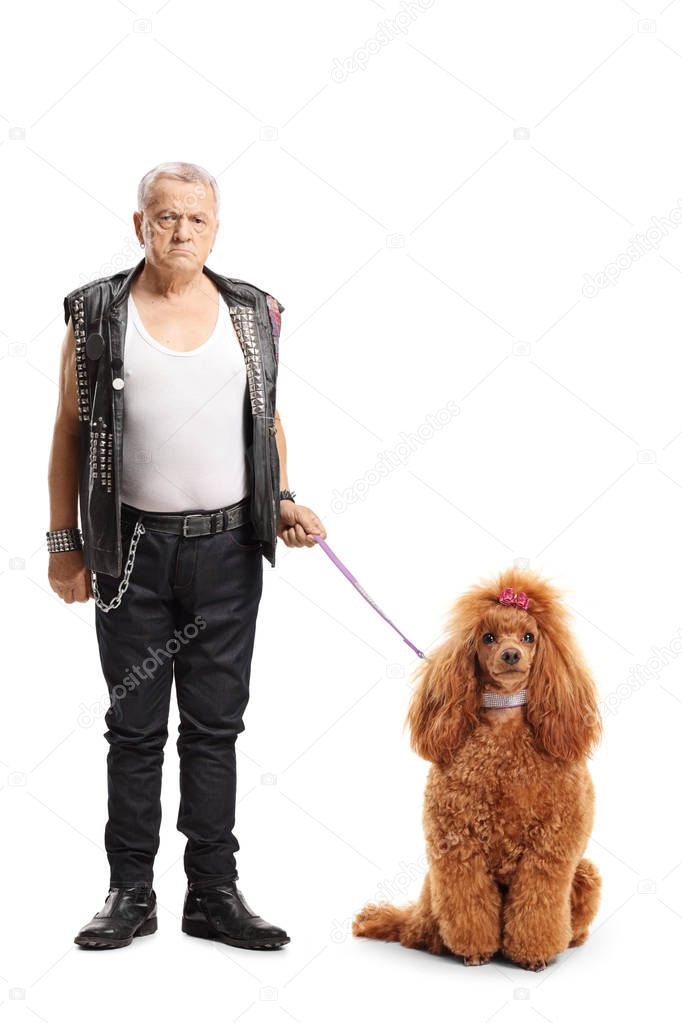 Full length portrait of a mature punker standing with a groomed red poodle dog isolated on white background