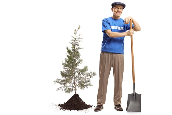 Retrato Completo Anciano Voluntario Con Una Pala Plantando Árbol Aislado — Foto de Stock