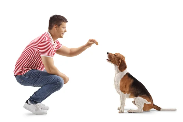 Jovem Dando Biscoito Cão Beagle Isolado Fundo Branco — Fotografia de Stock