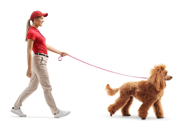 Female dog walker walking a red poodle — Stock Photo, Image