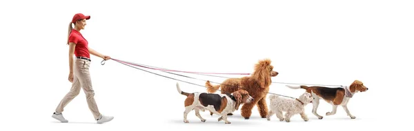 Joven paseadora de perros con cuatro perros — Foto de Stock