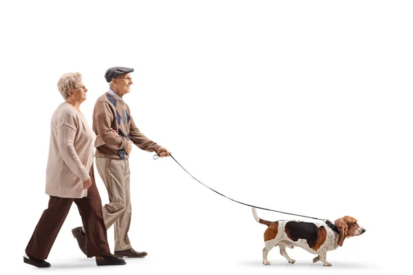 Full Length Profile Shot Senior Couple Walking Basset Hound Dog — Stock Photo, Image