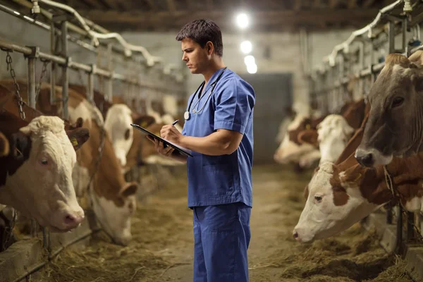 Vétérinaire Masculin Travaillant Dans Une Ferme Vaches — Photo