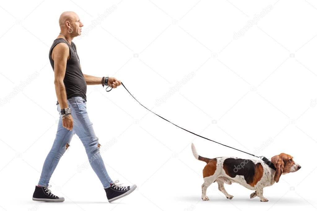 Bald man in ripped jeans walking a basset hound dog 