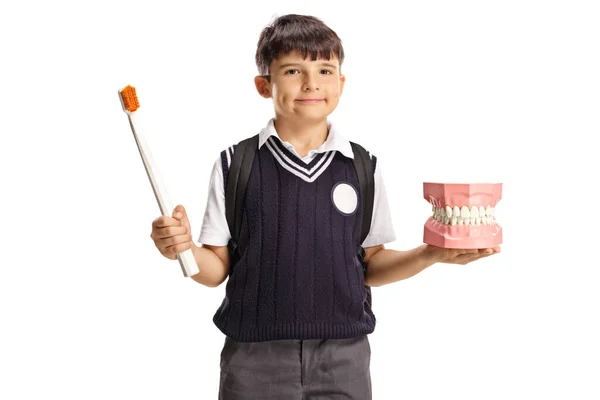 大きな歯ブラシと白い背景に隔離されたモデルの顎を持つ学校の少年 — ストック写真