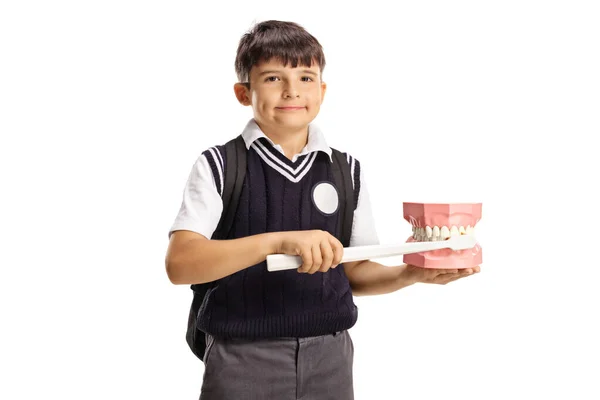 Školák Představuje Zubní Kartáč Kartáčkem Modelem Čelisti Izolované Bílém Pozadí — Stock fotografie