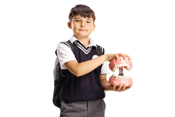 Schoolboy Håller Modell Käke Med Tänder Isolerade Vit Bakgrund — Stockfoto