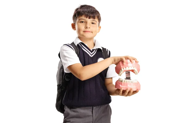 Schooljongen Met Een Model Kaak Met Tanden Geïsoleerd Witte Achtergrond — Stockfoto