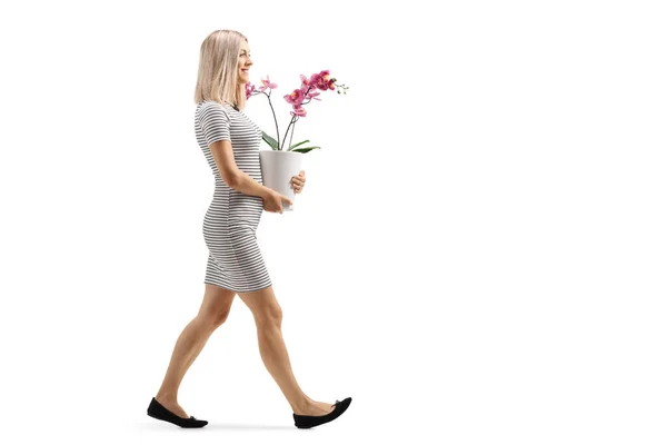 Pełna Długość Profil Strzał Młodej Kobiety Spacerując Orchidei Doniczki Odizolowany — Zdjęcie stockowe