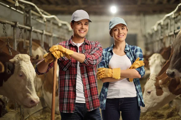 Jovens Agricultores Masculinos Femininos Estábulo Com Vacas Para Trás — Fotografia de Stock