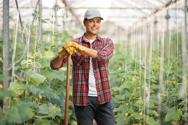 Male Gardener Posing Cucumber Field — Stock Photo, Image