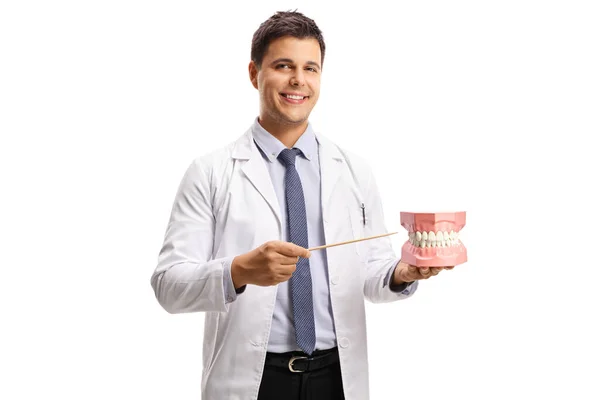 Young Male Dentist Holding Jaw Model Pointing Stick Isolated White — Stock Photo, Image