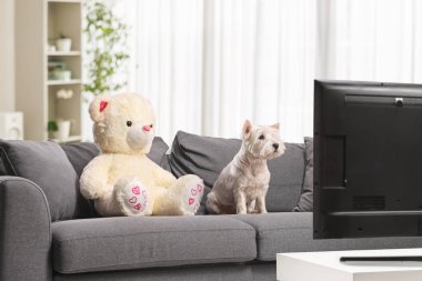 Westie Terrier köpeği ve oyuncak bir ayıcık oturma odasındaki bir televizyonun önünde oturuyorlar.