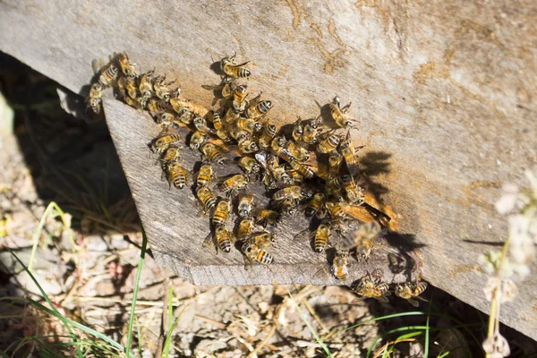 Bienen Sommer Bienenstock — Stockfoto